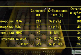 Сравниваем 4 модели инкубаторов. 2-я серия